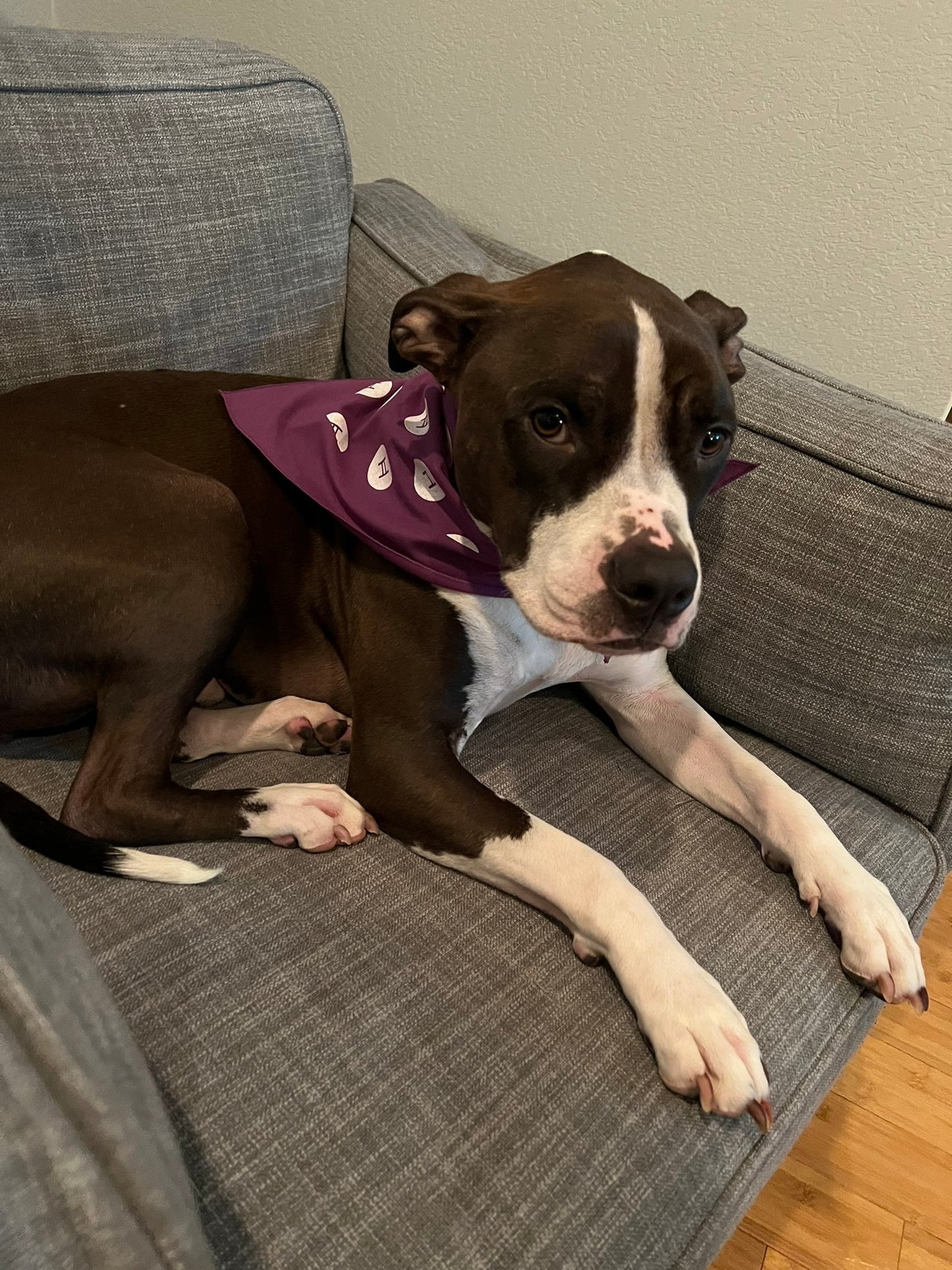 The HBARK Bandana
